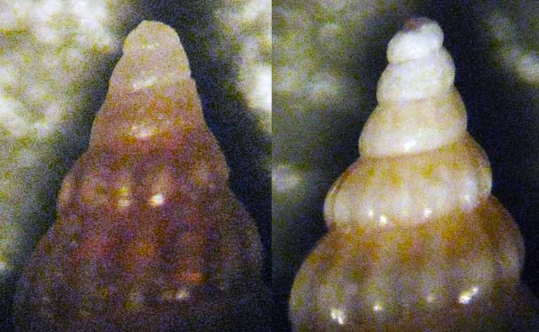 Rissoa similis e guerinii maltesi